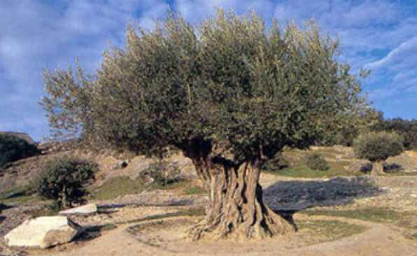 L’Albero della conoscenza matematica